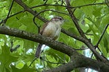 Carolina wren on a tree branch with green leaves in the background