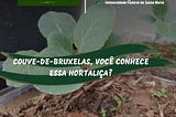 Couve-de-bruxelas, você conhece essa hortaliça?