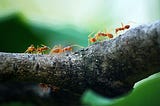 Ants working together