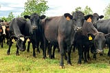 Cattle Grazing on Pasture