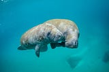 a mother and child manatee swimming in clear ocean
