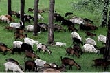 Island Overrun By 600 Goats Offers Free Goat To Anyone Who Can Catch Them