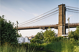 Nuevo informe — Oportunidades de
crecimiento: Empleos basados en la
naturaleza en Nueva York