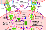 Summary info on how the new mRNA Covid-19 vaccines (Pfizer, Moderna) work— no DNA reprogramming…