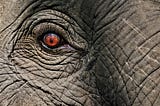 A picture of an elephant's eye zoomed up close.