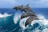 Dolphin Pods: Agile Model for Learning, Innovation, and Communication