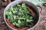 Ayahuasca, a strange experience indeed