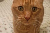 An Ode to a Fine Orange Feline