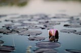 a pink lotus flower floats in the water