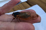 Generation x cicada on someone’s hand, brood x, Maryland, 17 years