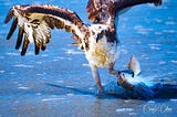 Return of the Osprey