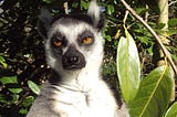 A lemur sitting among leaves looks past the camera with eyes half-shut, squinting against the sun in an expression that says “I am very annoyed and tired of you.”