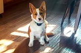 Learning to Love Again After Losing a Beloved Pet