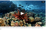 Cool Innovation #0125. Los arrecifes de coral crecen mejor con sonidos y música.