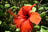 Hibiscus — More Than Just a Pretty Flower