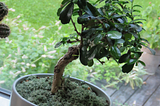 A bonsai and an ellipse