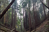 My Camping trip that almost cost me my life: The power of the redwood forest