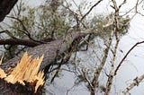 A tree broke and is laying in a river, on the left you can see its fractured, splintered trunk, the tree in the water