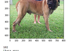 Dog Breed Classification using CNN