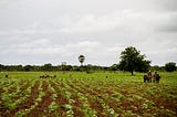 The legacy of drought on food security in Mali’s Sahel