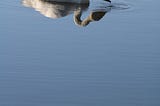 Whooper Swan, Snowy Egret and Curlew