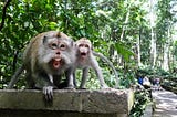 Sejarah Monkey Forest Ubud: Jejak Kuno di Tengah Hutan Monyet