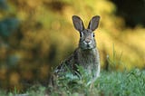 Are rabbits the key to a successful business?