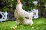 Chicken — Facts you did not know about your Chicken