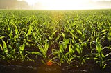 Romanticizing Rural America