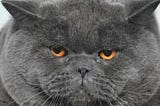 #048 Once More…Tax The Fat Cats