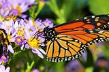 Creating a Year-Round Haven: Maintaining a Balanced Garden Ecosystem for Butterflies and Bees