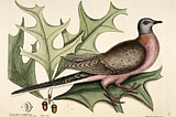 How We Killed the Passenger Pigeon