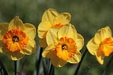 Four blooming yellow daffodiles against a green background.
