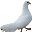 🕊️ Die Pigeon Tesla Loved 🕊️