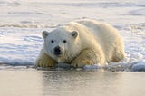 Do You Really Care About the Polar Bears?
