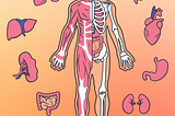 The Marvels Within: Astonishing Facts About the Human Body