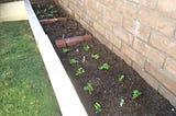 raised garden bed of newly planted lettuce and brussel sprouts