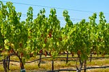 Grapes vines in a field not yet harvested