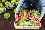 Growing Vegetables in Self-Watering Containers