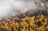A forest of yellow larches, partly obscured by fog.