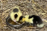 Two little ducklings, yellow and brown, drinking water from a metal bowl, on a bed of straw