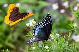 ‘Hey! Diana!’ Flashy butterflies booming in eastern Oklahoma