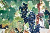 Photo of grapes growing on a grape vine.