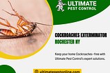 Cockroaches Exterminator Rochester NY | Cockroaches Removal