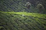 8 Romantic Spots You May Watch Out For, During Your Honeymoon Trip to Munnar in Kerala