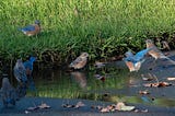 a flock of eastern Bluebirds splash in a puddle in the drive and one standing in the green grass