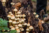 Can Mycelium (Root-like Network of Fungi) Replace Plastics?