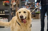 A dog in a store using the PetStack pet store POS system