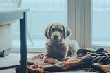 Artificial intelligence to minimize pet insurance waiting periods