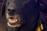 Pets Conspire to Steal Soup